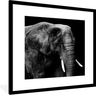 Produktbild von MuchoWow® Gerahmtes Poster Elefant - Tiere - Schwarz - Weiß 40x40 cm - Poster mit Schwarzem Bilderrahmen Wandposter Rahmen Foto Bilder - Poster - Plakat im Rahmen