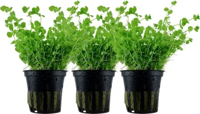 Produktbild von Aquarium Pflanze 3 Stück Micranthemum umbrosum AquaOne Nr.348 Wasserpflanze