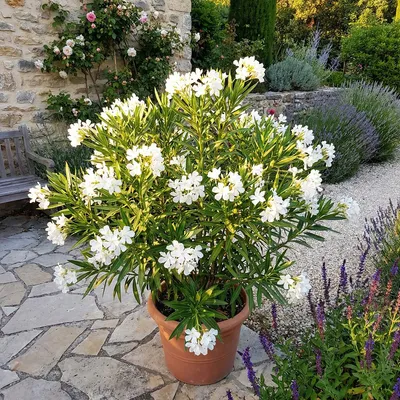 Produktbild von 1x Nerium oleander wit P26 H80
