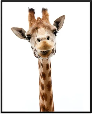 Produktbild von Wallario Wandbild Giraffenkopf, Größe: 40,30 x 50,30 cm, Poster mit schwarzem Aluminiumrahmen