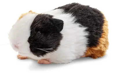 Produktbild von Uni-Toys - Meerschweinchen - 20 cm (Länge) - Plüschtier, Kuscheltier