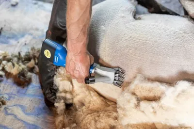 Immagine prodotto di Tosatrice a batteria Kerbl Aesculap per pecore Econom NOVA CL GT684