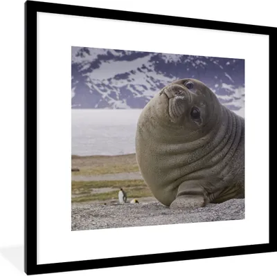 Produktbild von MuchoWow® Gerahmtes Poster Robben - Lustig - Kinder - Jungen - Mädchen - Kinder 40x40 cm - Poster mit Schwarzem Bilderrahmen Wandposter Rahmen Foto Bilder - Poster - Plakat im Rahmen