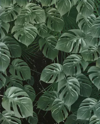 Obrázek produktu pro Sanders & Sanders Jungle Green tapeta 200 x 250 cm