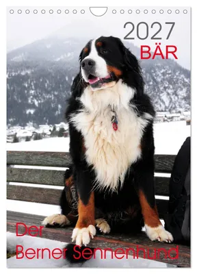 Produktbild von BÄR - Der Berner Sennenhund (Wandkalender 2027 DIN A4 hoch), CALVENDO Monatskalender