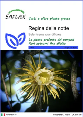 Immagine prodotto di SAFLAX  - Regina della notte - 40 semi - Selenicerus