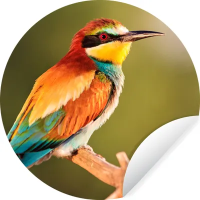 Produktbild von MuchoWow® Runde Wandtattoo - Wandsticker Tapete Aufkleber Vögel - Bienenfresser - Regenbogen - Tiere Ø 80 cm Selbstklebend und Repositionierbar - Wandaufkleber - Kreis - Mauerkreis - Wand Bilder - Wandsticker - Wohnzimmer Dekoration - Dekoration für die Wände - Aluminium - Babyzimmer