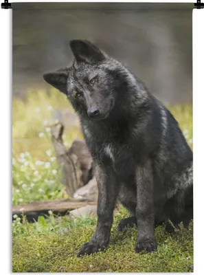 Produktbild von MuchoWow® Wandteppich Wandbehang Wolf - Schwarz - Gras 120x180 cm Tapisserie Dekoration Wandtuch - Schlafzimmer - Dekorationen für das Haus