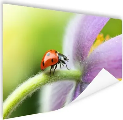 Produktbild von MuchoWow® Poster Marienkäfer auf einer Blume 180x120 cm - Fotoplakat