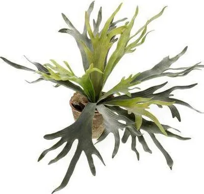 Immagine prodotto di Pianta artificiale felce corna di cervo - Felce corna di cervo - 50cm - Pianta