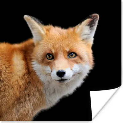 Produktbild von MuchoWow® Poster Fuchs - Tier - Porträt 75x75 cm - Wand Dekoration