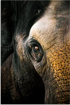 Produktbild von MuchoWow® Poster Elefant - Nahaufnahme - Tiere - Natur 80x120 cm - Papierdruck