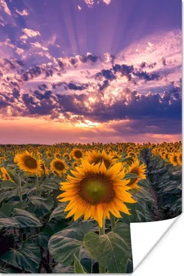 Produktbild von MuchoWow® Poster Blumen - Himmel - Lila - Sonnenuntergang 40x60 cm - Plakate für die Wand - Poster Babyzimmer