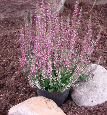 Produktbild von Besenheide ´AMETHYST´, Cont. 0,5 l