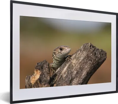 Produktbild von MuchoWow® MuchoWow® Gerahmtes Poster Ein Eidechsenbaby 40x30 cm - Poster mit zchwarzem Bilderrahmen - Bilderrahmen - Poster im Rahmen