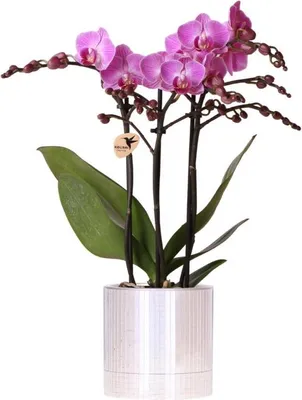 Produktbild von Violette Vienna Orchidee im Disco Übertopf Ø9cm - blühende Zimmerpflanze frisch