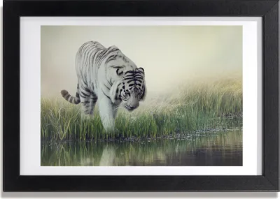Produktbild von Bild 30x20 MDF-Rahmen, Wandkunst weißer Tiger