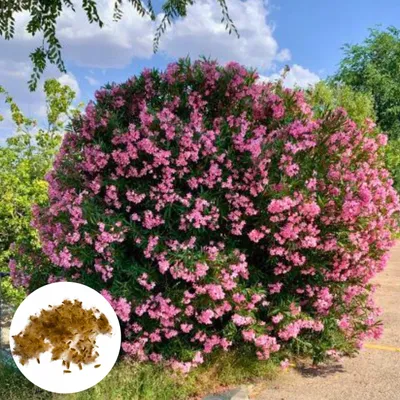 Obrázok produktu pre Semená Nerium Oleander - balenie 50 ks - Črepníková rastlina - Dlho kvitnúca - Oleander obyčajný (stredomorský)
