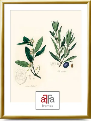 A framed botanical illustration of two plant branches, one with flowers and a slice of fruit, the other with leaves, flowers, and a berry.