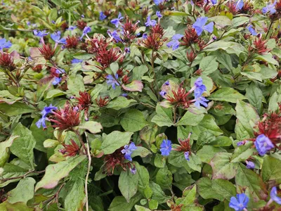 Obrázek produktu pro Ceratostigma plumbaginoides – modrý olověnec jako půdopokryvná rostlina – 48 rostlin – ↕10–25 cm – Ø9 cm – mrazuvzdorný a přitahuje motýly