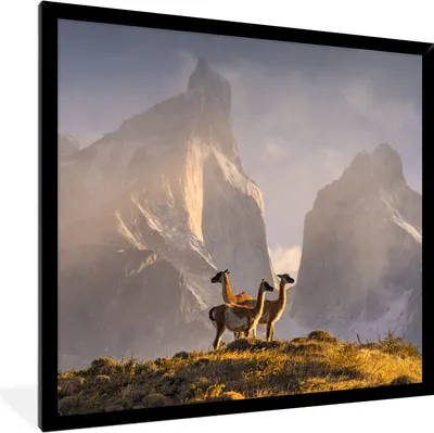 Produktbild von MuchoWow® MuchoWow® Gerahmtes Poster Lama - Berge - Gras 40x30 cm - Poster mit zchwarzem Bilderrahmen - Kunstposter - Wanddekorationen