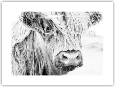 Produktbild von Poster - Poster ohne Rahmen - Kuh Scotch Tier - 40x30 cm - Wand Bild - Wanddeko - Wandbilder - Kunstposter - Wandposter - Bilder - Kunstdruck - Wanddekoration - Wandbild - P2XAA40x30-5129