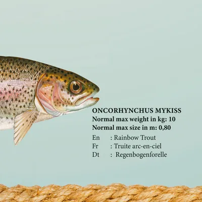 Immagine prodotto di Didattica - Educazione - Poster - Pesci d'acqua dolce + 2 pezzi poster in legno 61 cm naturale