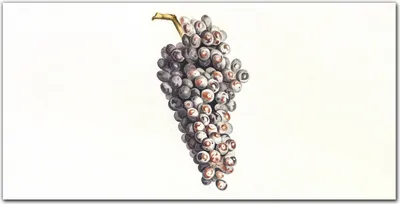 Produktbild von Coloray Bild aus Leinwand 120x60 Leinwand Dekoration - Obst Trauben