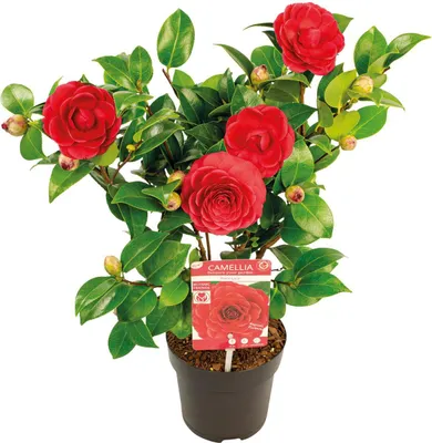 Image de Bloomique - Camellia japonica 'Black Lace' - Rosier du Japon - Buisson - Persistant - Hauteur 30-35 cm