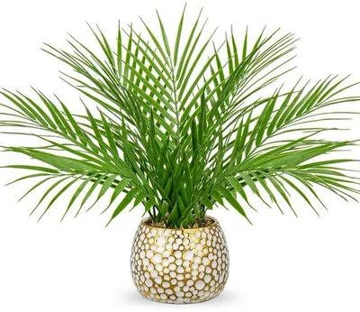 Immagine prodotto di Palma artificiale in un vaso di Vetroceramica dorata, 38 cm, decorazione da tavola