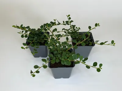 Produktbild von 200 Stück, Topf 9cm, Bodendecker Cotoneaster Queen of Carpet