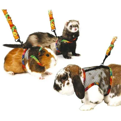 Image de Harnais Art Joy taille. M lapin, cochon d'Inde, furet KAR