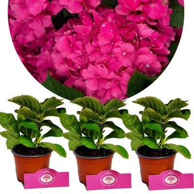 Obrázok produktu pre Sada 3 hortenzií - Hydrangea Macrophylla "Charm" - Guľovitá hortenzia - Výška 25 cm - 9 cm kvetináč