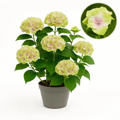 Image de Cœur exotique - Hortensia - Hydrangea Magical Jewel Pink - 6-10 fleurs - pot 23cm