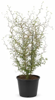 Productafbeelding van JUNAVERA Sophora prostrata 'Little Baby' | 60 cm hoog | In 16 cm pot | Compacte zigzagstruik voor tuin en terras, AI-gegenereerde afbeelding
