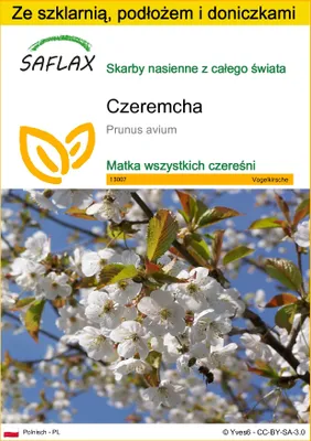 Zdjęcie produktu dla SAFLAX - Zestaw do uprawy - Czeremcha - 10 Nasiona - Z mini szklarnią, podłożem uprawowym i 2 doniczkami - Prunus avium