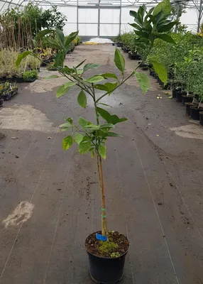 Image de Citrus sinensis 'Valencia Midknight' greffé sur FA5 / Oranger