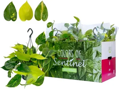 Image de Epipremnum Pinatum Tricolore Ampoule 45 cm - Plante grimpante Pothos Golden Brasil Aureum - Facile d'entretien & Décoratif pour la maison