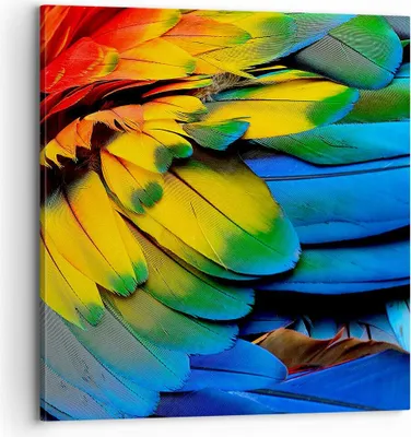 Produktbild von Bild auf Leinwand - Leinwandbild - Feder Papagei Vogel - 70x70cm - Wand Bild - Wanddeko - Wandbilder - Leinwanddruck - Bilder - Kunstdruck - Wanddekoration - Leinwand bilder - Wandkunst - AC70x70-3428