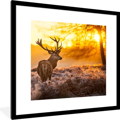 Produktbild von MuchoWow® Gerahmtes Poster Hirsche - Tiere - Sonnenuntergang - Winter - Heidekraut - Natur 40x40 cm - Poster mit Schwarzem Bilderrahmen Wandposter Rahmen Foto Bilder - Poster - Plakat im Rahmen