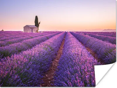 Produktbild von MuchoWow® Poster Lavendel - Sonnenuntergang - Lila - Blumen 160x120 cm - Foto Plakat