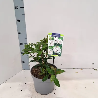 Zdjęcie produktu dla Kalmia lat. 'Zebulon' – kalmia | 25–30 cm w doniczce