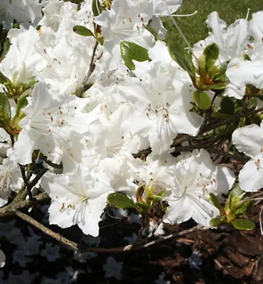 Produktbild von Japanische Azalee ´MAISCHNEE´ 20-30 cm, Cont. 2,5 l