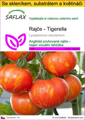 Obrázek produktu pro SAFLAX Kultivační sada - Rajče - Tigerella - Lycopersicon esculentum - 10 Semena - S mini skleníkem, pěstebním substrátem a 2 květináči