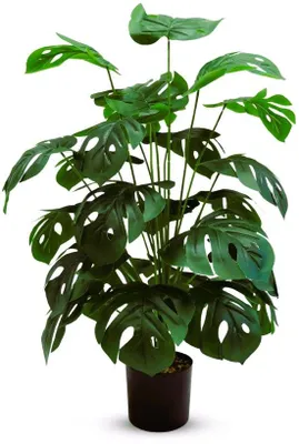 Immagine prodotto di Pianta tropicale da 90 cm in vaso nero, di facile manutenzione