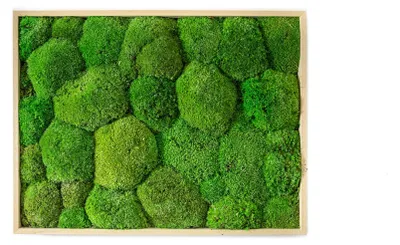 Produktbild von Gardners Moosbild, 30x40 cm, aus Bergmoos, natürlich