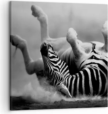Produktbild von Bild auf Leinwand - Leinwandbild - Zebra Streifen Tier wild - 60x60cm - Wand Bild - Wanddeko - Leinwanddruck - Bilder - Kunstdruck - Wanddekoration - Leinwand bilder - Wandkunst - AC60x60-2699