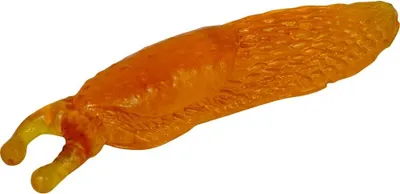 Produktbild von Wild & Cool - Glibber-Schnecke