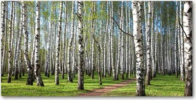 Produktbild von Tulup® Leinwandbild - 140x70 cm - Wandkunst - Drucke auf Leinwand - Leinwanddruck  - Landschaften - Grün - Birkenwald