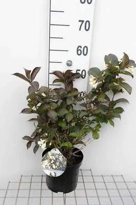 Zdjęcie produktu dla Weigela hybr. 'Black And White'® ('courtacad01') - Weigelie 30-40 cm - Pojemnik